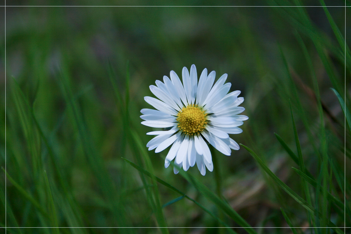 photo "***" tags: nature, flowers