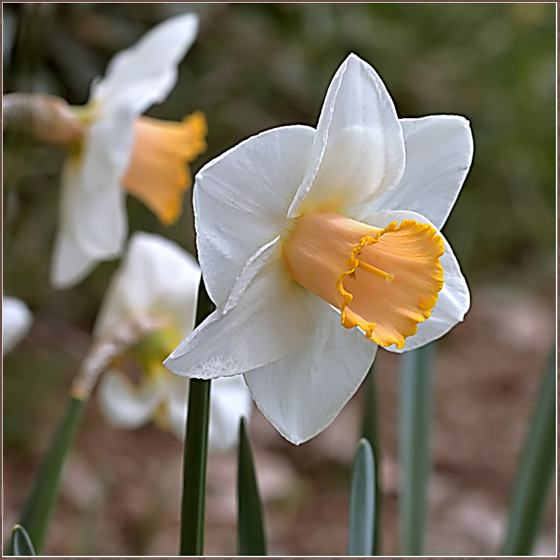 photo "***" tags: nature, macro and close-up, flowers