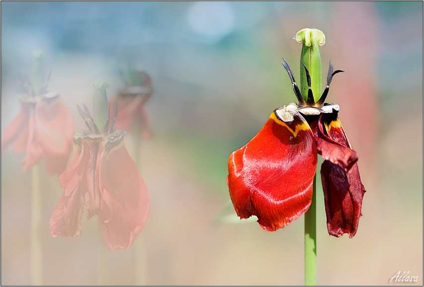 photo "***" tags: nature, flowers