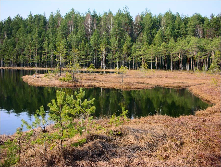 photo "Forest lake" tags: landscape, forest, water