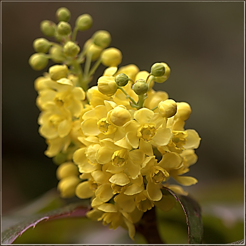 photo "***" tags: nature, macro and close-up, flowers