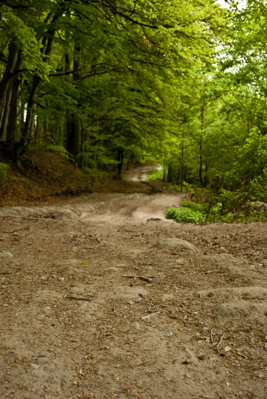 photo "where to..." tags: landscape, forest