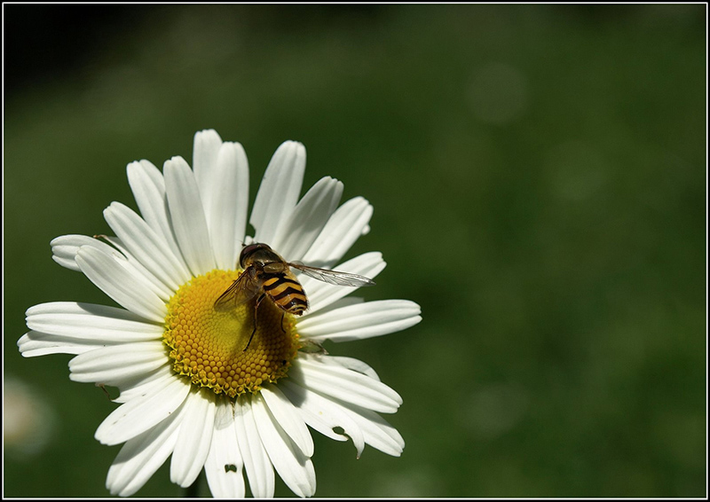 photo "***" tags: nature, insect