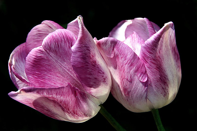 фото "Twins / Близнецы" метки: природа, макро и крупный план, цветы