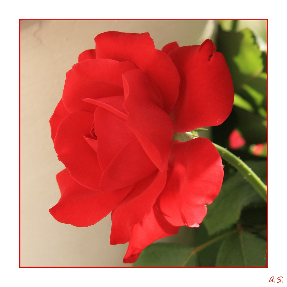 photo "***" tags: nature, flowers