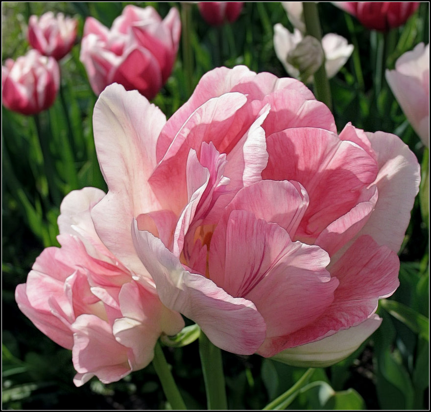 фото "Время тюльпанов" метки: природа, пейзаж, весна, цветы
