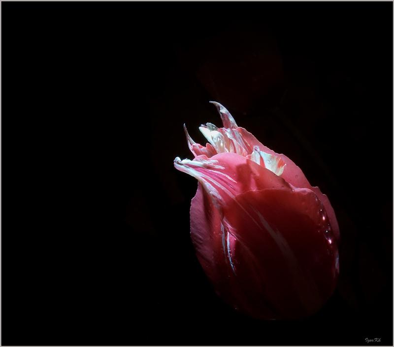 photo "***" tags: nature, flowers