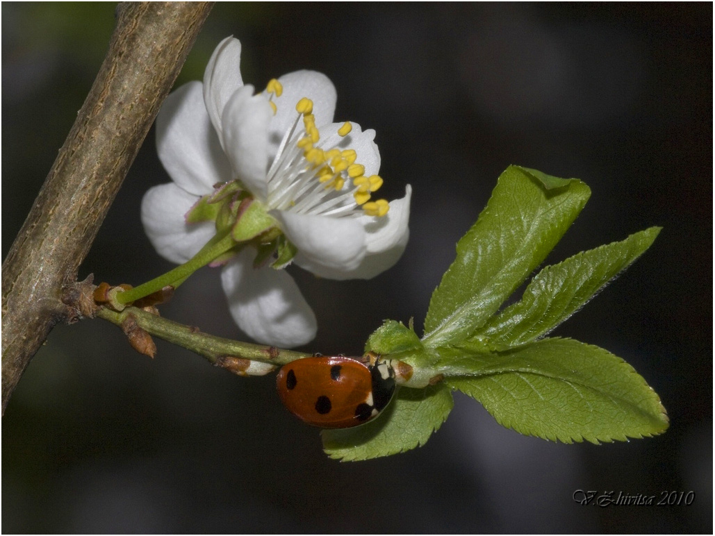 photo "***" tags: nature, macro and close-up, insect