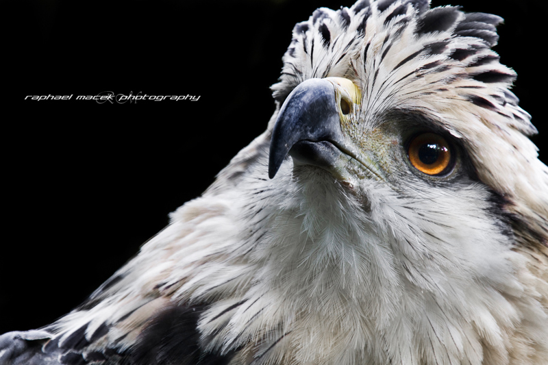 photo "Shine and Intent" tags: nature, wild animals