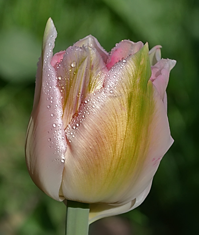 фото "Смущение 2" метки: природа, цветы