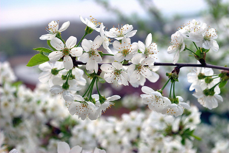 photo "***" tags: nature, flowers