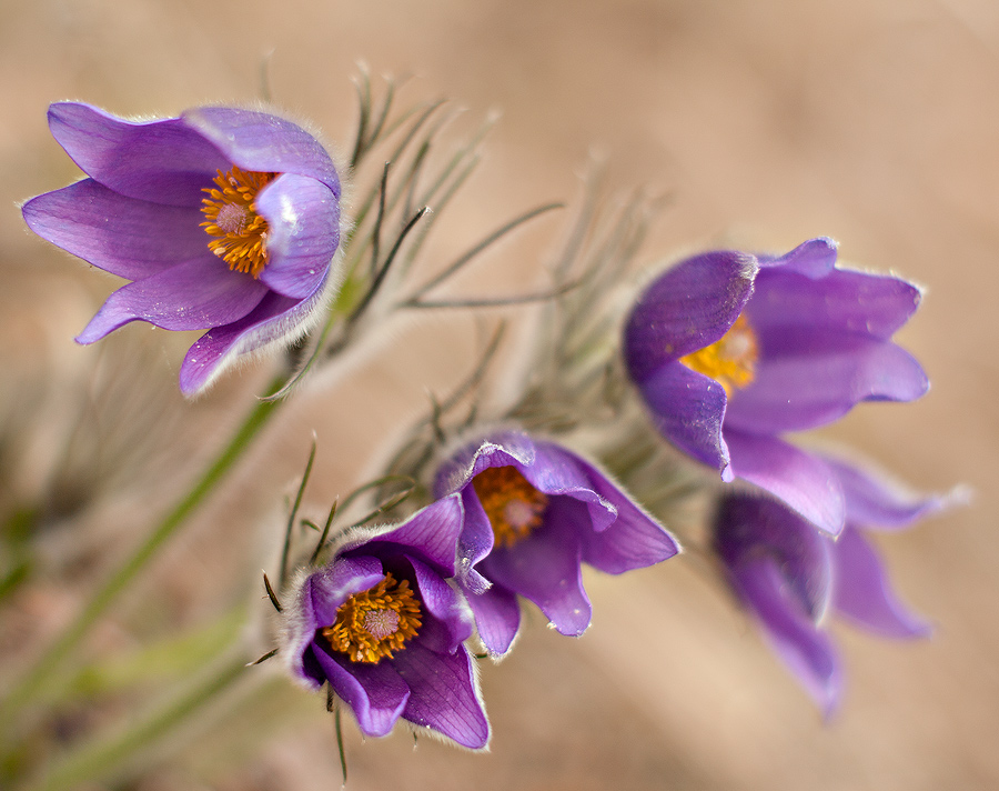 photo "***" tags: nature, flowers
