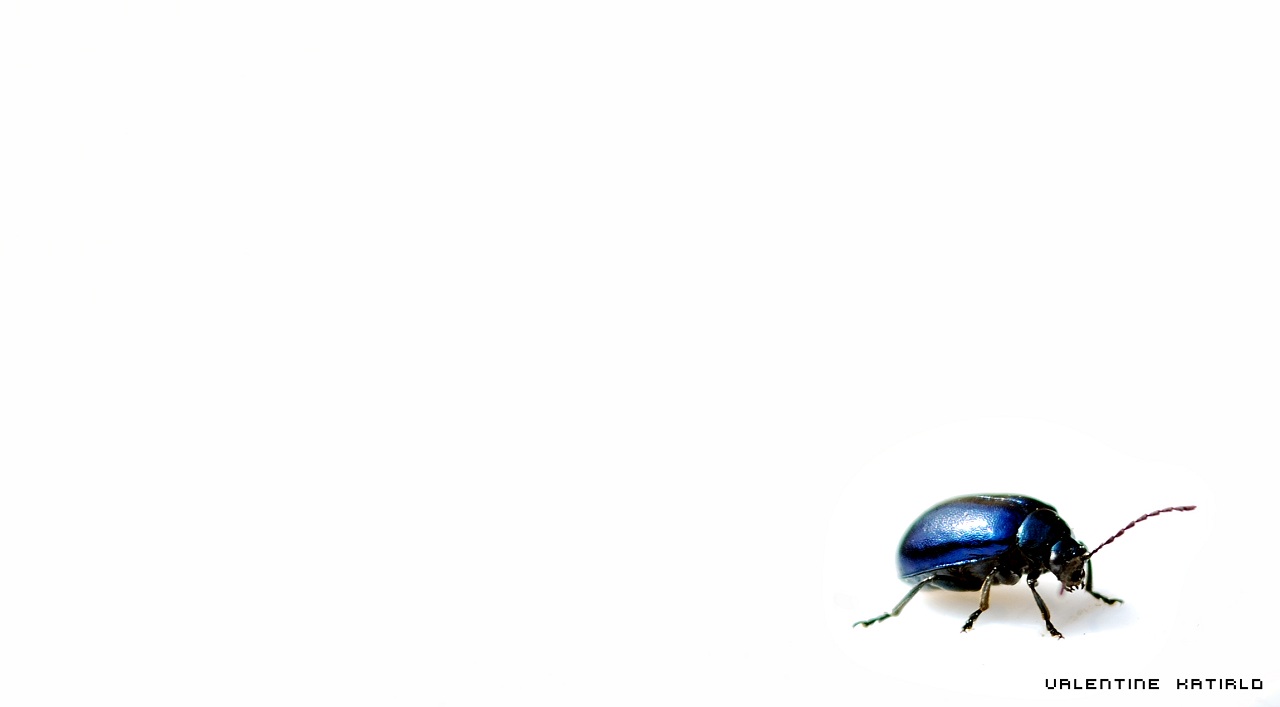 photo "Bug" tags: nature, insect