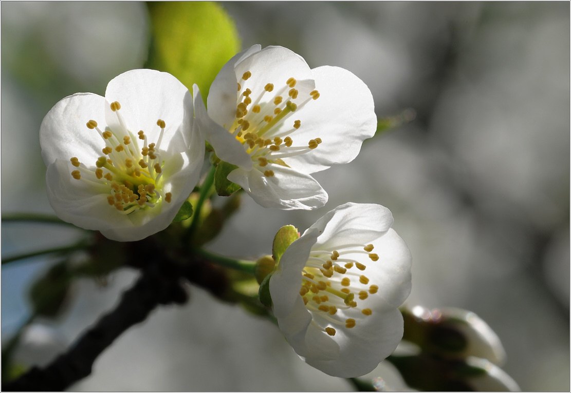 photo "***" tags: nature, flowers