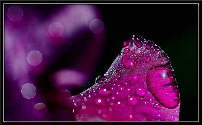 photo "***" tags: macro and close-up, nature, flowers