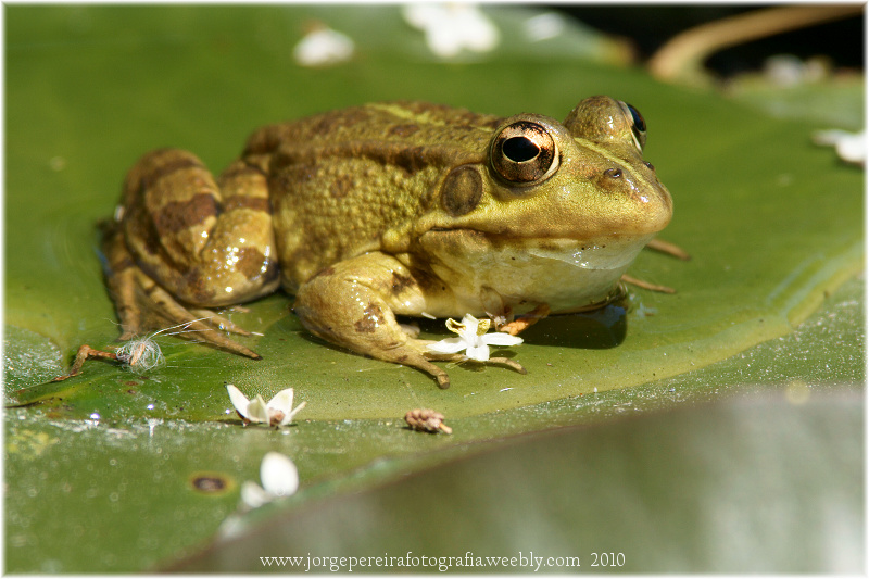 photo "Rana iberica" tags: nature, wild animals