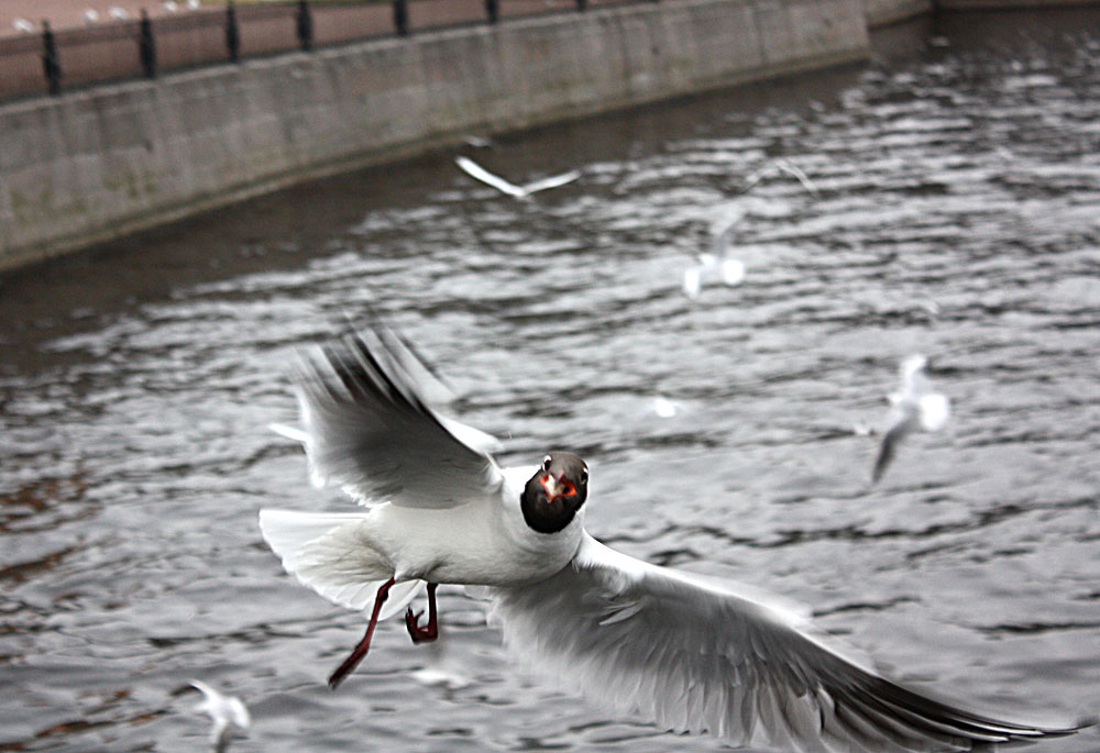 photo "Seagull" tags: portrait, nature, wild animals