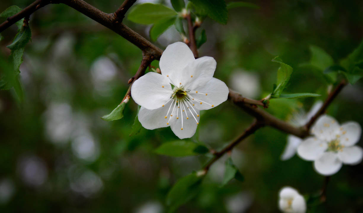 photo "***" tags: nature, flowers