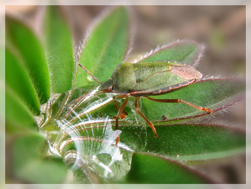 photo "***" tags: nature, insect