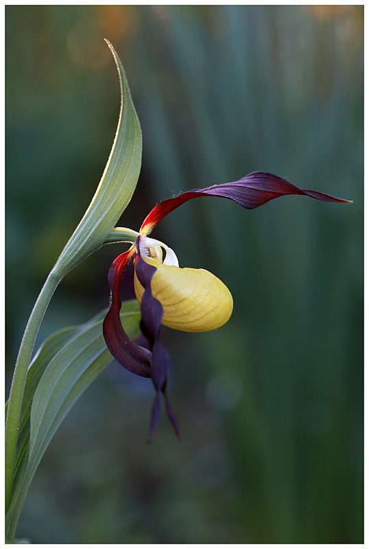photo "Cypripedium calceolus" tags: nature, flowers