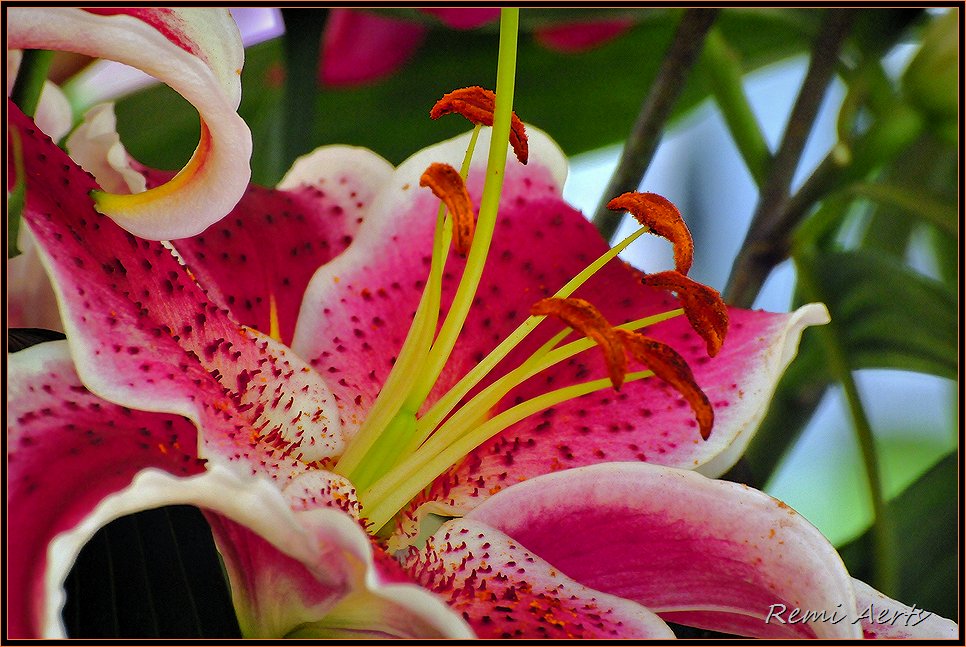 photo "***" tags: nature, macro and close-up, flowers