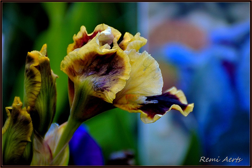 photo "***" tags: nature, macro and close-up, flowers