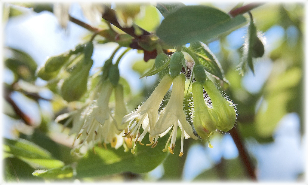 photo "***" tags: nature, flowers