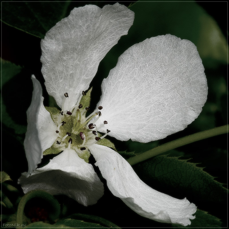 photo "2777" tags: nature, misc., flowers