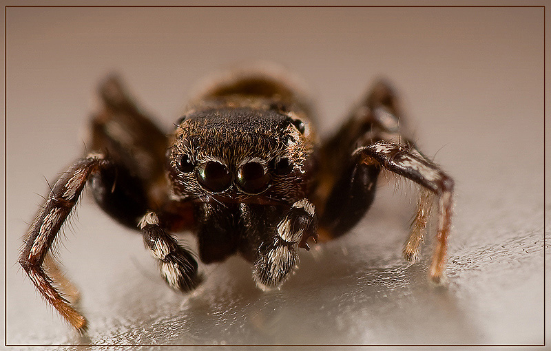 photo "***" tags: macro and close-up, 