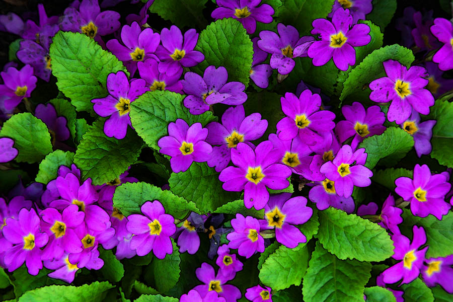 фото "Из серии "Цветы и природа"" метки: природа, цветы