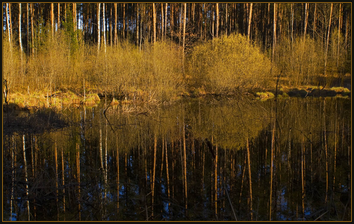 photo "Forest graphics" tags: landscape, forest