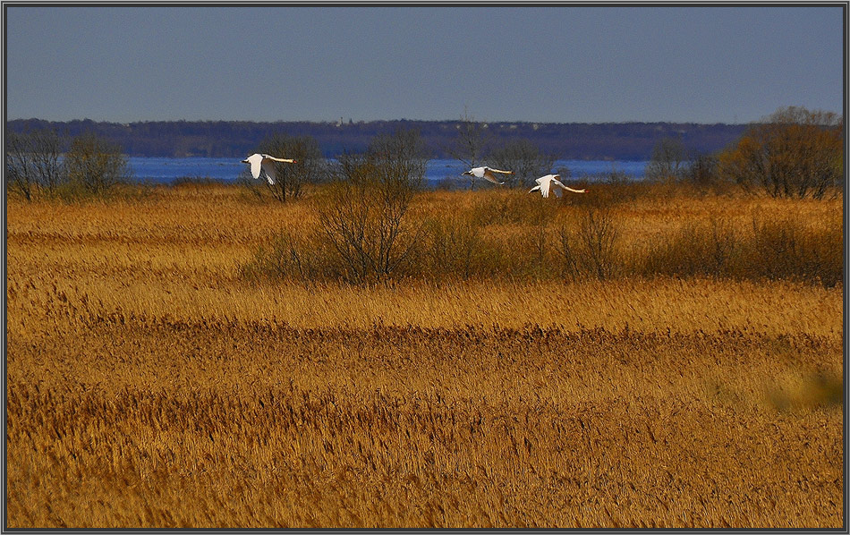 photo "***" tags: nature, wild animals