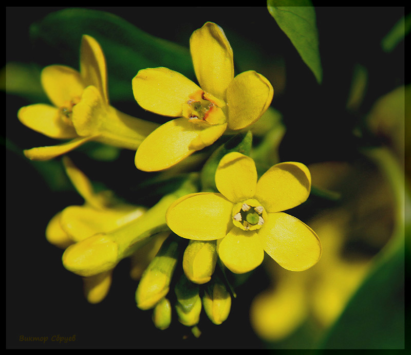 фото "Цветение" метки: природа, цветы