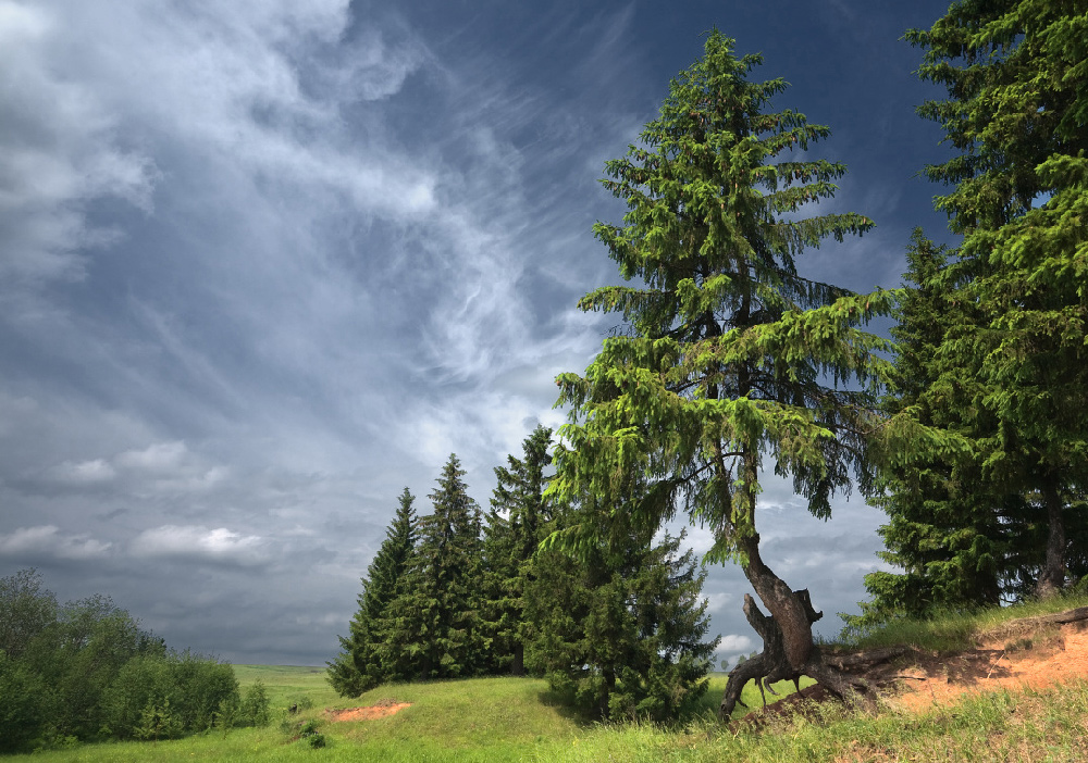 photo "***" tags: landscape, forest, summer