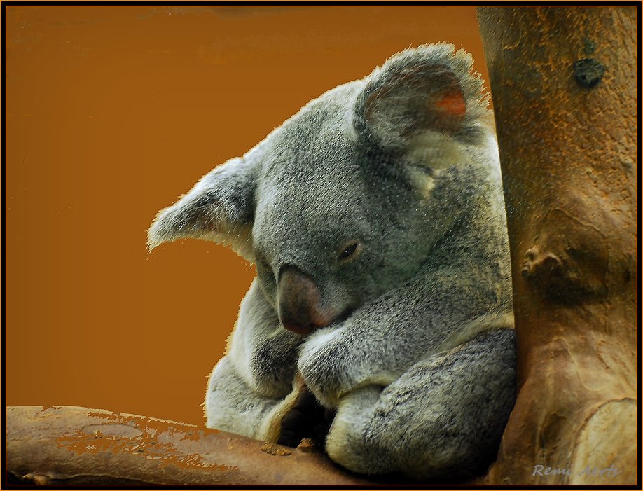 фото "I want to sleep" метки: природа, репортаж, дикие животные
