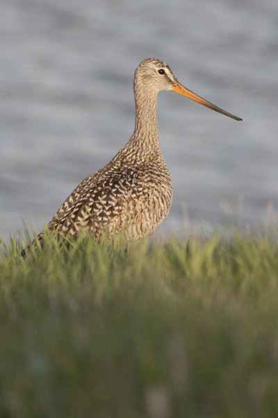 photo "Godwit" tags: nature, wild animals