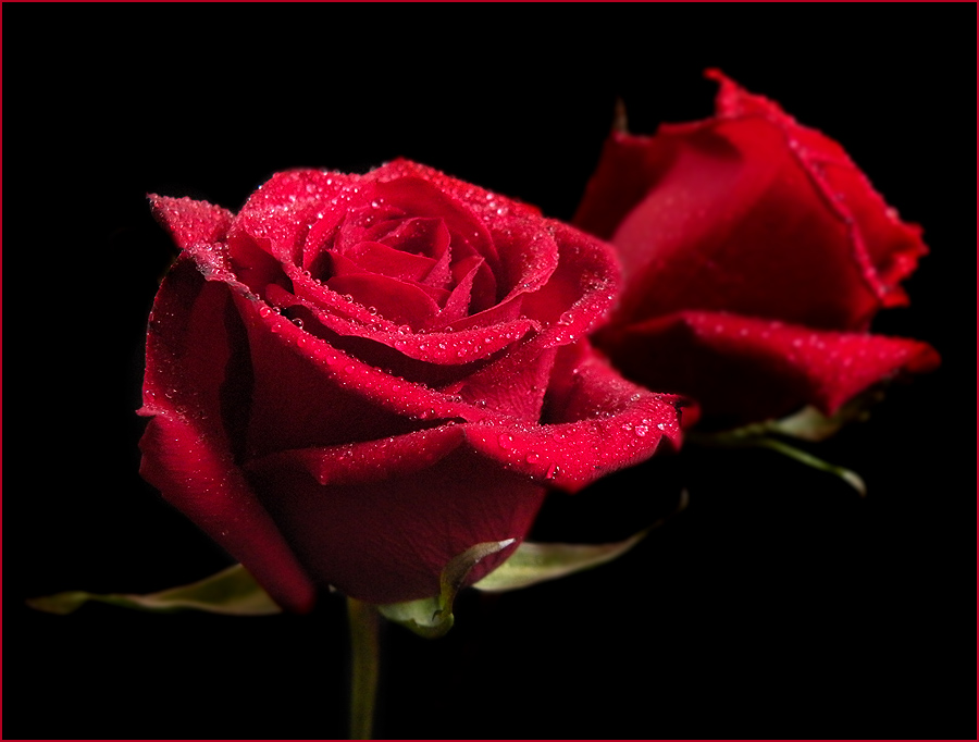 photo "***" tags: nature, flowers