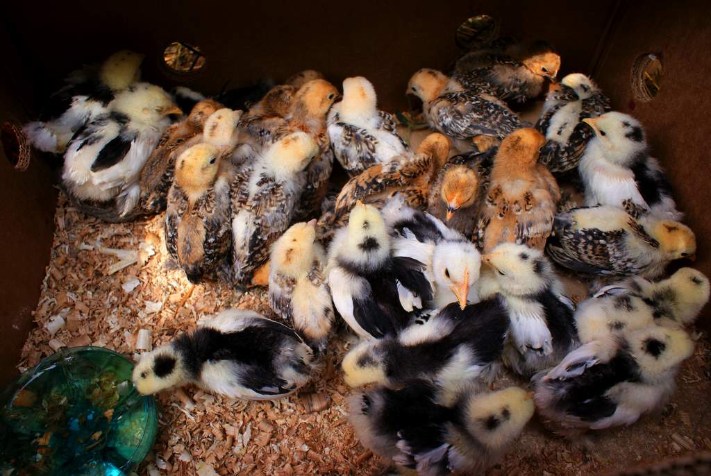 photo "***" tags: nature, pets/farm animals