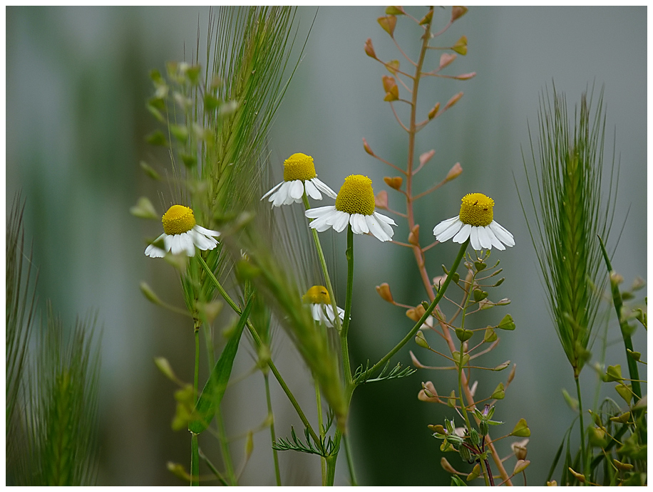 photo "***" tags: nature, flowers