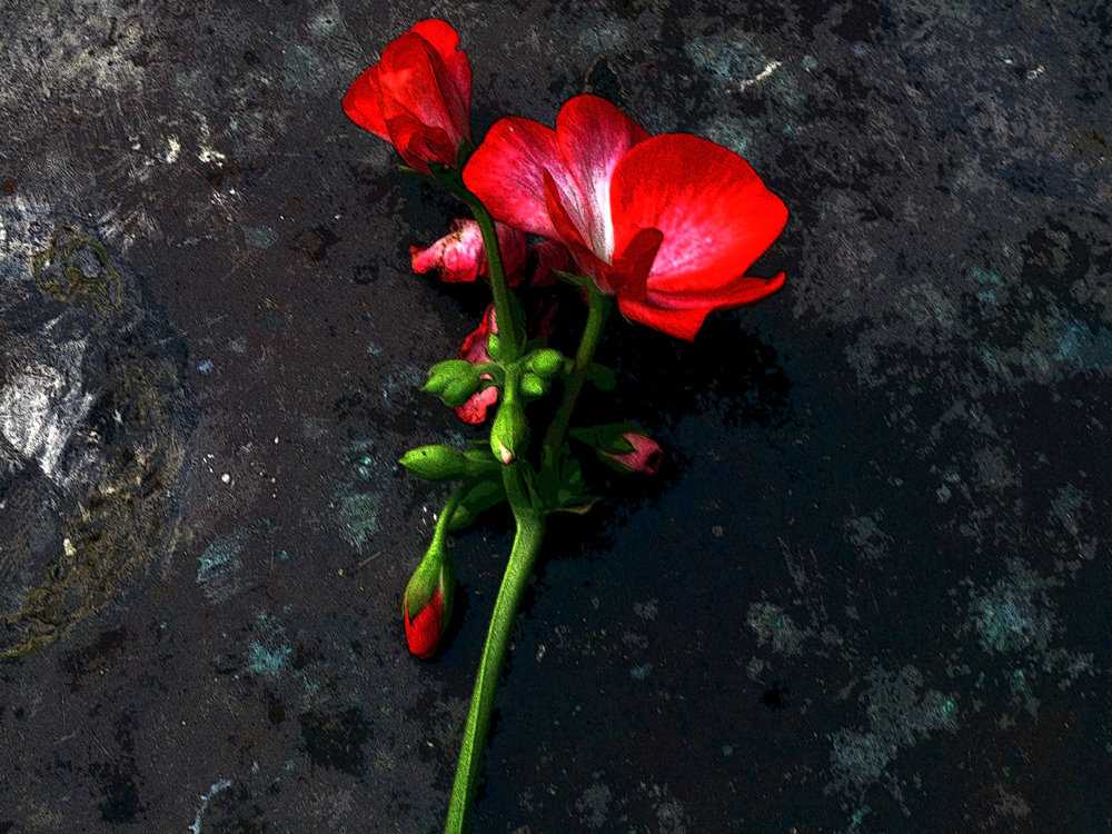 photo "***" tags: still life, 