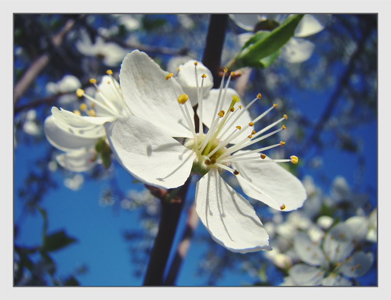 photo "***" tags: nature, macro and close-up, 