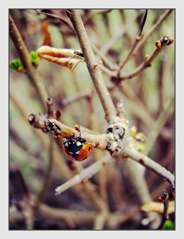 photo "***" tags: nature, macro and close-up, 