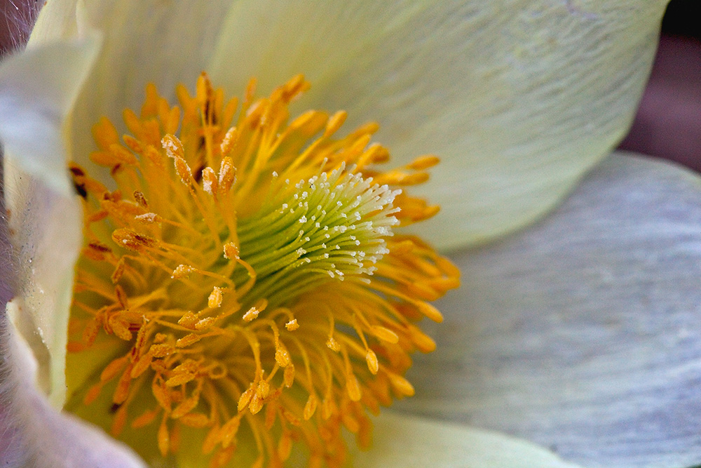 photo "***" tags: nature, flowers