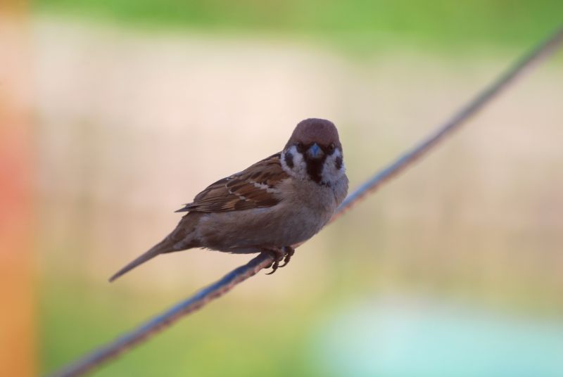 photo "Sparrow" tags: nature, wild animals
