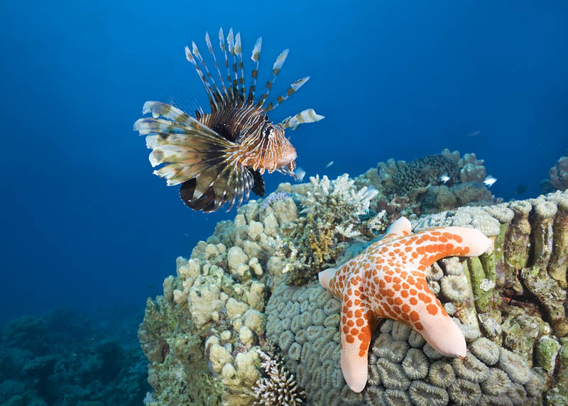 photo "Turkeyfish and starfish." tags: underwater, 