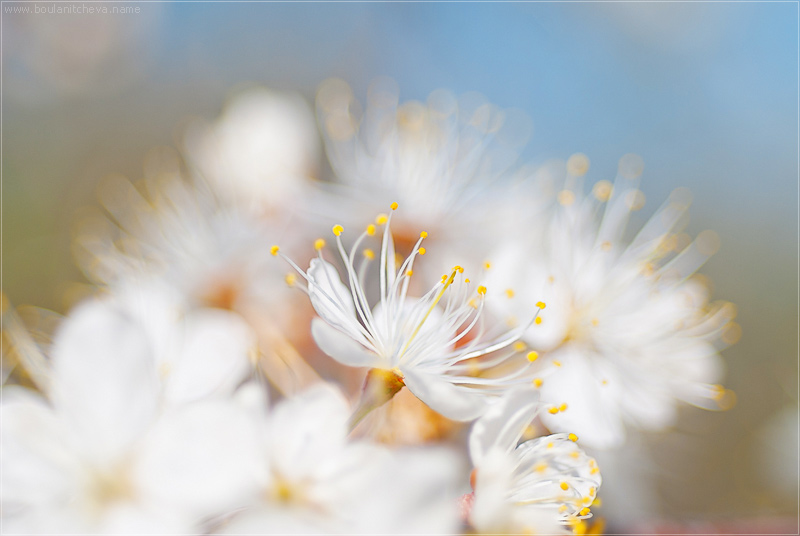 photo "Cherry" tags: genre, nature, flowers