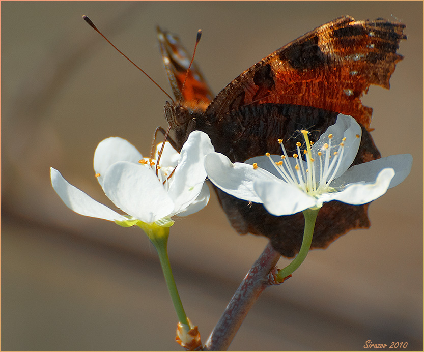 photo "Spring etude" tags: nature, macro and close-up, 