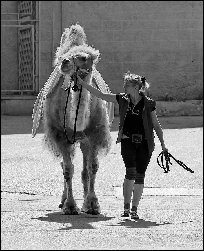 photo "Camel and owner" tags: genre, black&white, 