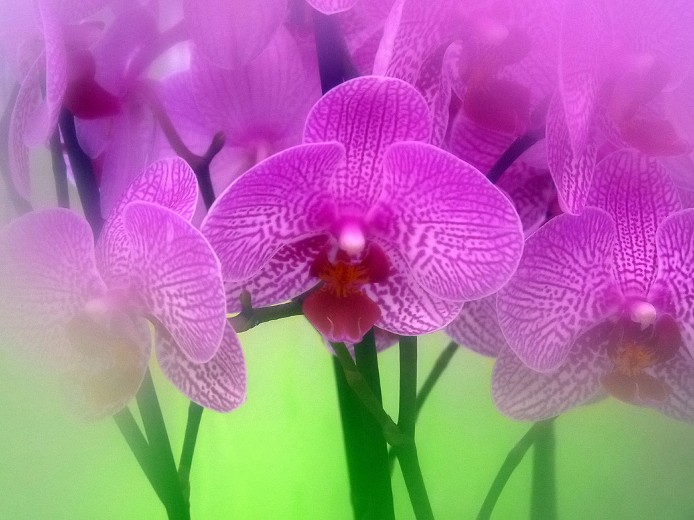 photo "***" tags: nature, macro and close-up, flowers