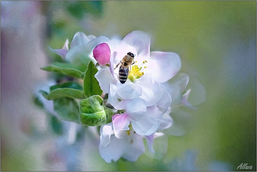 фото "Ещё раз о Весне!" метки: природа, насекомое, цветы